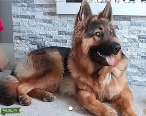 Kc Registered German shepherd for stud Listing Image