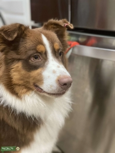 3 color Australian shepherd  Listing Image