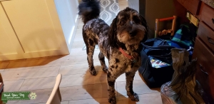 F1b Merle Bernedoodle  Listing Image