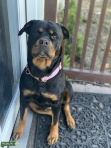 Female Rottweiler  Listing Image