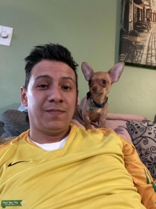 Chihuahua  Listing Image