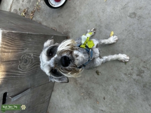 Finn the Mini Schnauzer  Listing Image