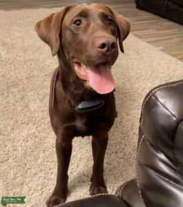 Chocolate Labrador Listing Image