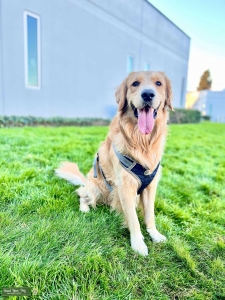 Golden Retriever Stud Listing Image