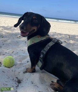 Male Dachshund for Stud Listing Image