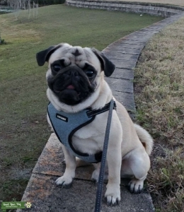 AKC Registered Fawn Pug Stud Listing Image