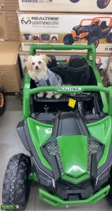 Handsome maltese  Listing Image