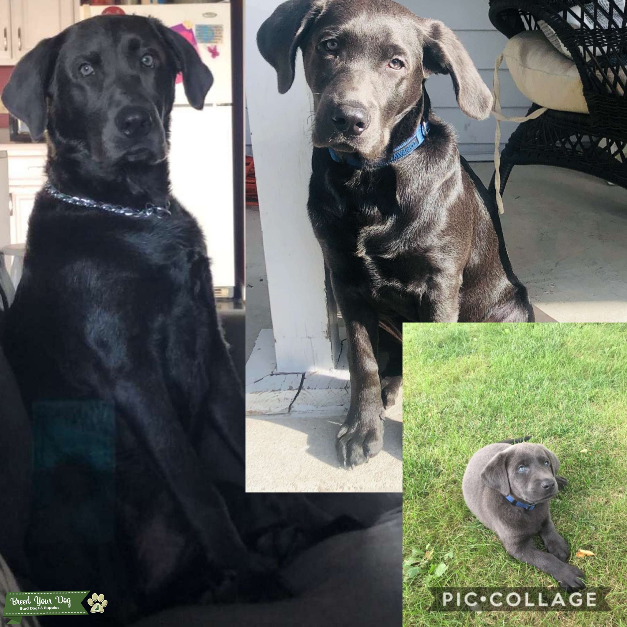 Charcoal American Lab Stud Dog in Illinois , United States Breed Your Dog