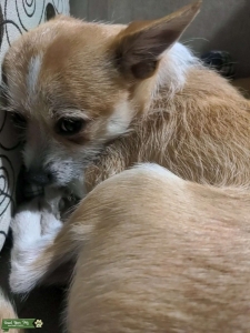 Chorkie Listing Image