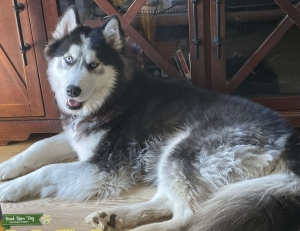 Pomsky Listing Image