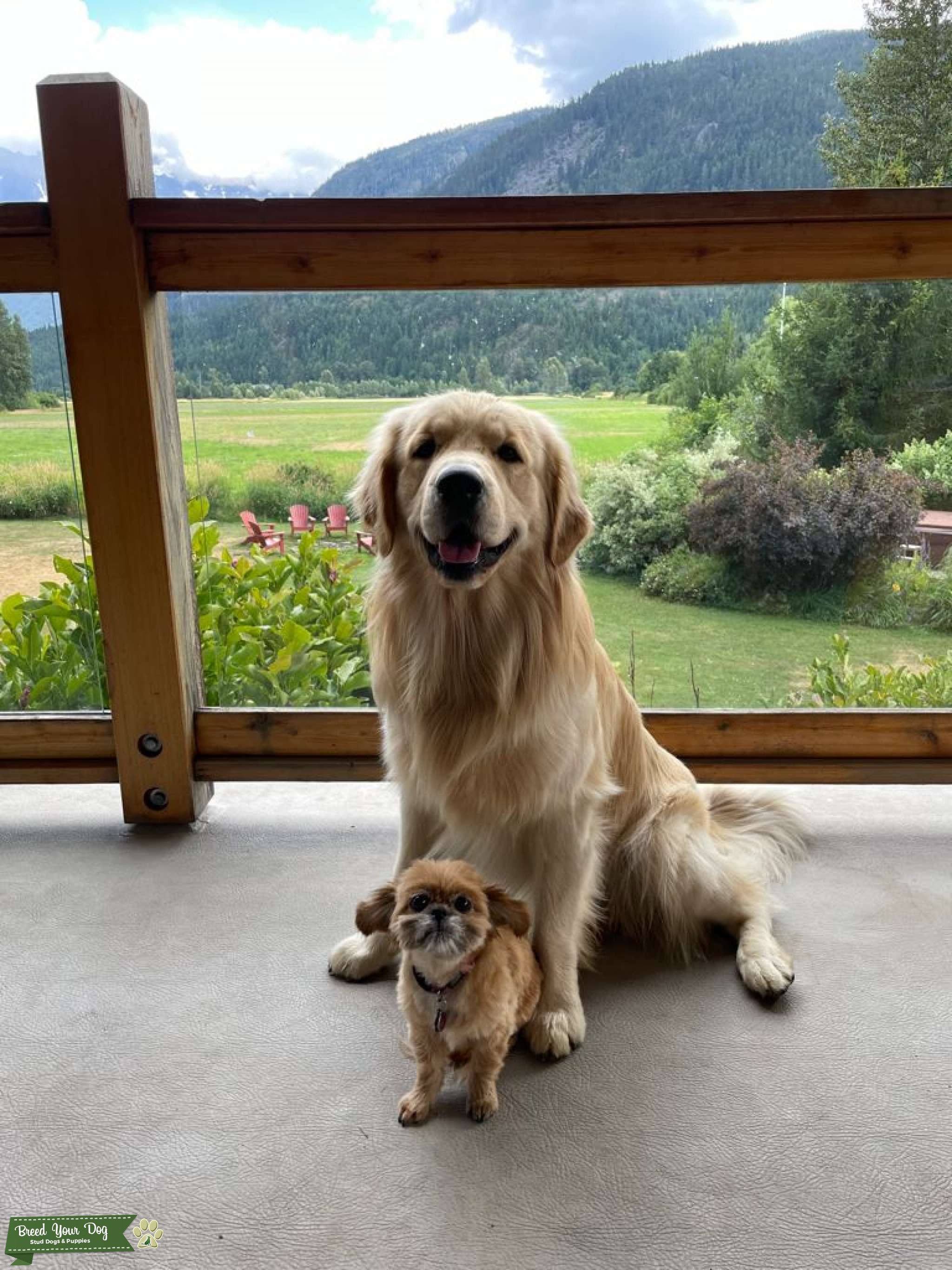 Golden Retriever Stud Stud Dog in British Columbia, the United States Breed Your Dog