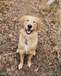 Pure Bread Golden Retriever located in Des Moines, IA Listing Image