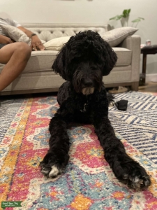 Female Goldendoodle Listing Image