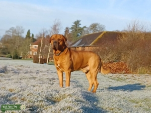   Dog de Bordeaux cross Rottewiler  Listing Image