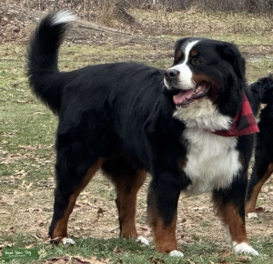 “The Most Beautiful” Bernese Mountain Dog Stud.  SHIPPING, DM CLEAR, OFA EXCELLENT HIPS, OFA NORMAL ELBOWS Listing Image