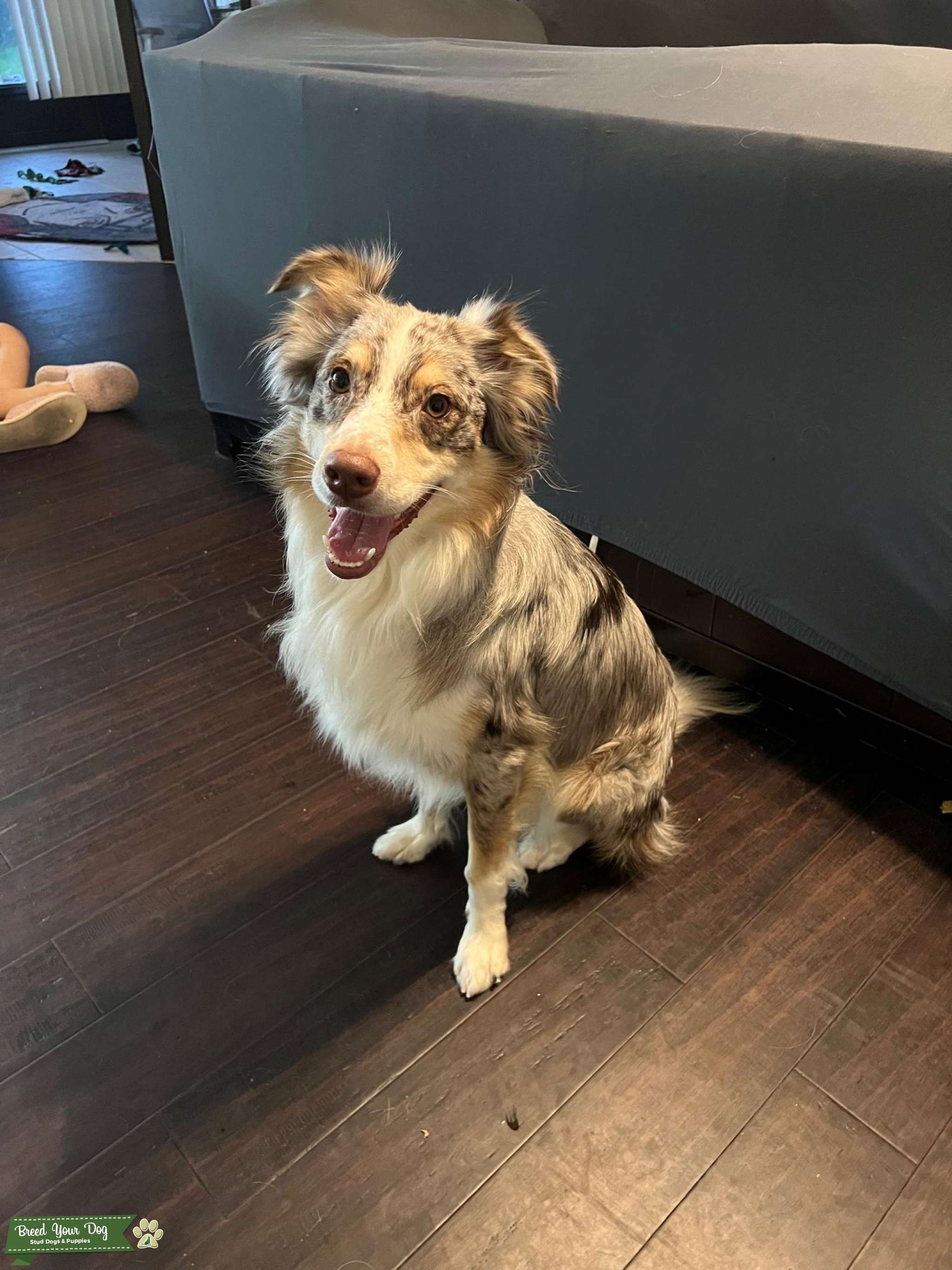 Standard Blue Merle Australian Shepherd Stud Stud Dog in FL, the