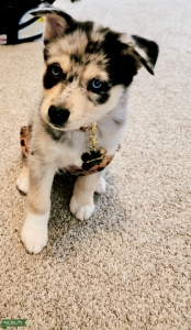 Not ready for breeding yet  Listing Image