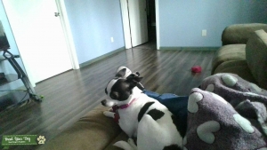 1 yr. 3 mo. old female short haired chihuahua Listing Image