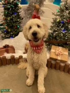Labradoodle Stud Listing Image