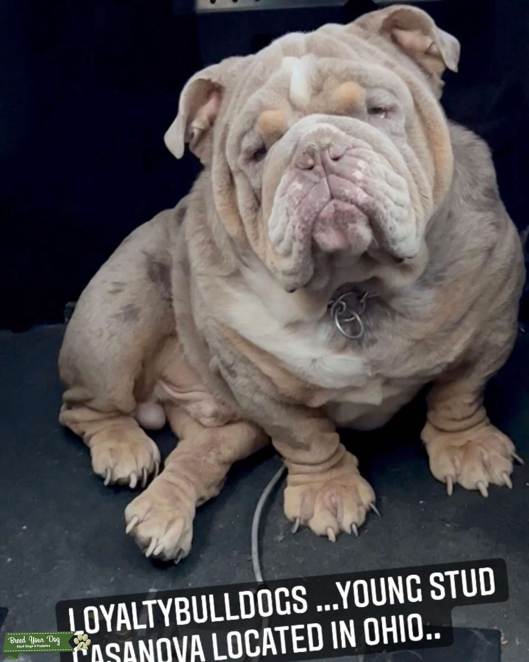 Lilac tri Merle AKC/ English bulldog Stud Dog in Located in Ohio