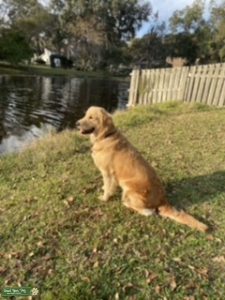 Female Golden Retriever AKC Listing Image