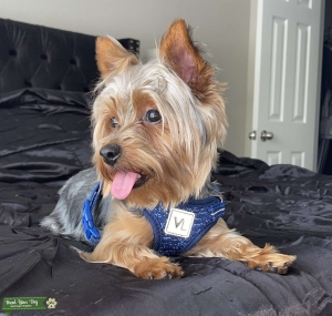 HANDSOME STUD Listing Image