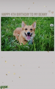 Pembroke welsh Corgi Listing Image