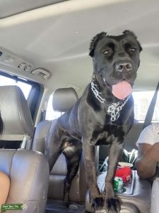Black cane corso Listing Image