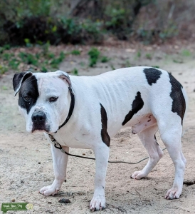 American Ukc Bully Listing Image