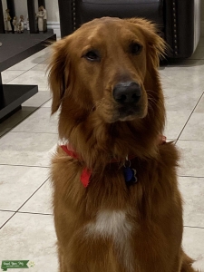 Golden Retriever Stud Listing Image