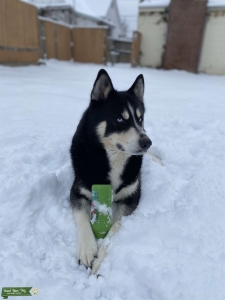 Male husky looking for female husky  Listing Image