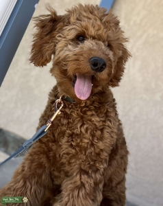 Goldendoodle stud  Listing Image