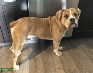  champagne Olde English bulldogge  Listing Image