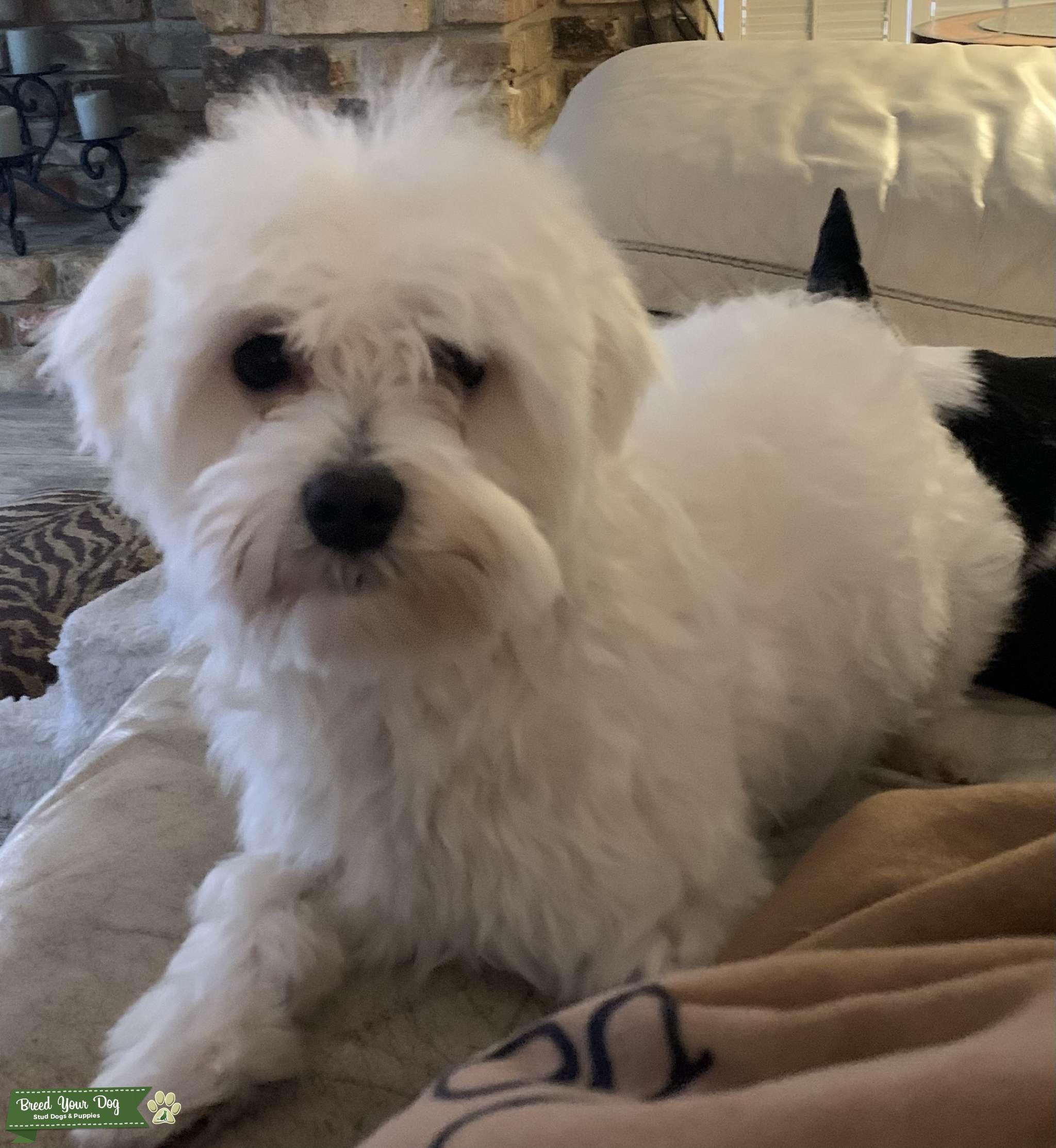 Purebred male Maltese Stud Dog in Houston , United States Breed