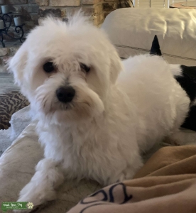 Purebred male Maltese  Listing Image