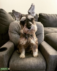 Handsome Salt & Pepper 4 yo Mini Schnauzer  Listing Image