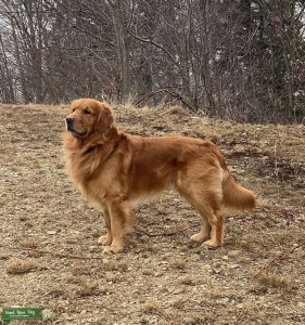 Golden Retriever  Listing Image