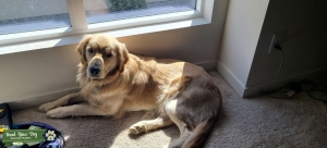 Champagne AKC Golden Retriever Listing Image