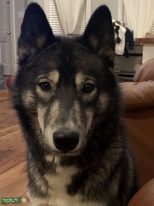 Husky Stud  Listing Image