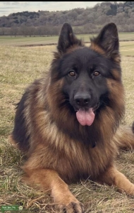 German Sheperd male  Listing Image