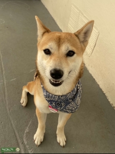 Red Sesame Shiba Inu Listing Image