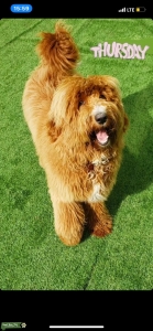 Gold goldendoodle Listing Image