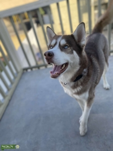 Looking for Female Husky Listing Image