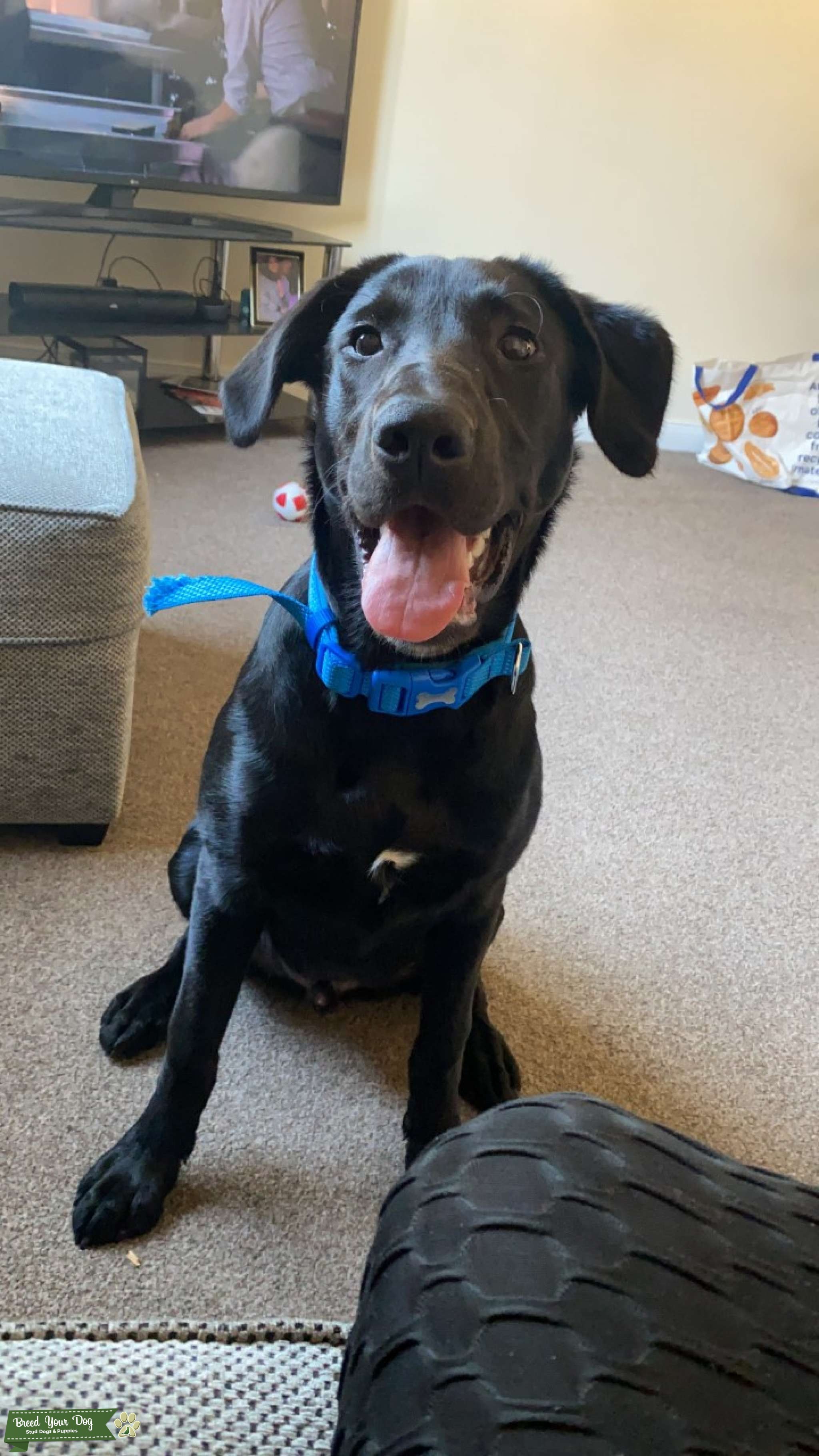 LAB/COLLIE DOG Stud Dog in FIFE, the United States Breed Your Dog