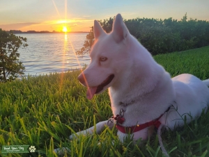 White Siberian Husky - Blue eyes Listing Image