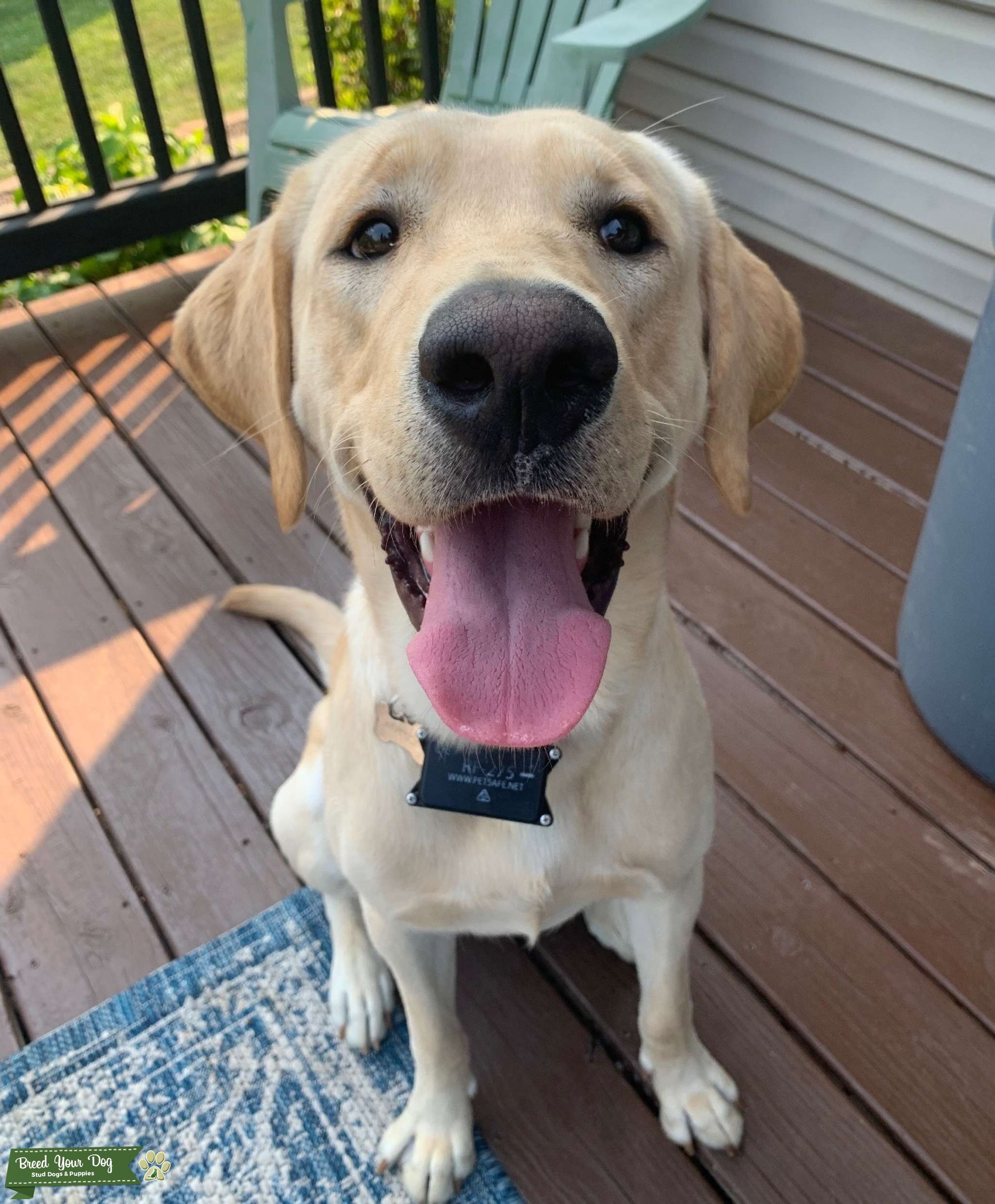 AKC Yellow Labrador Retriever Stud Dog in Maryland, United States