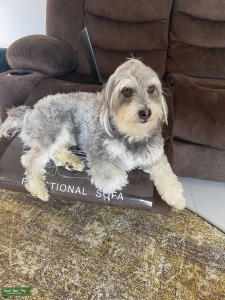 Maltese Shih Tzu (Pure Breed) Listing Image