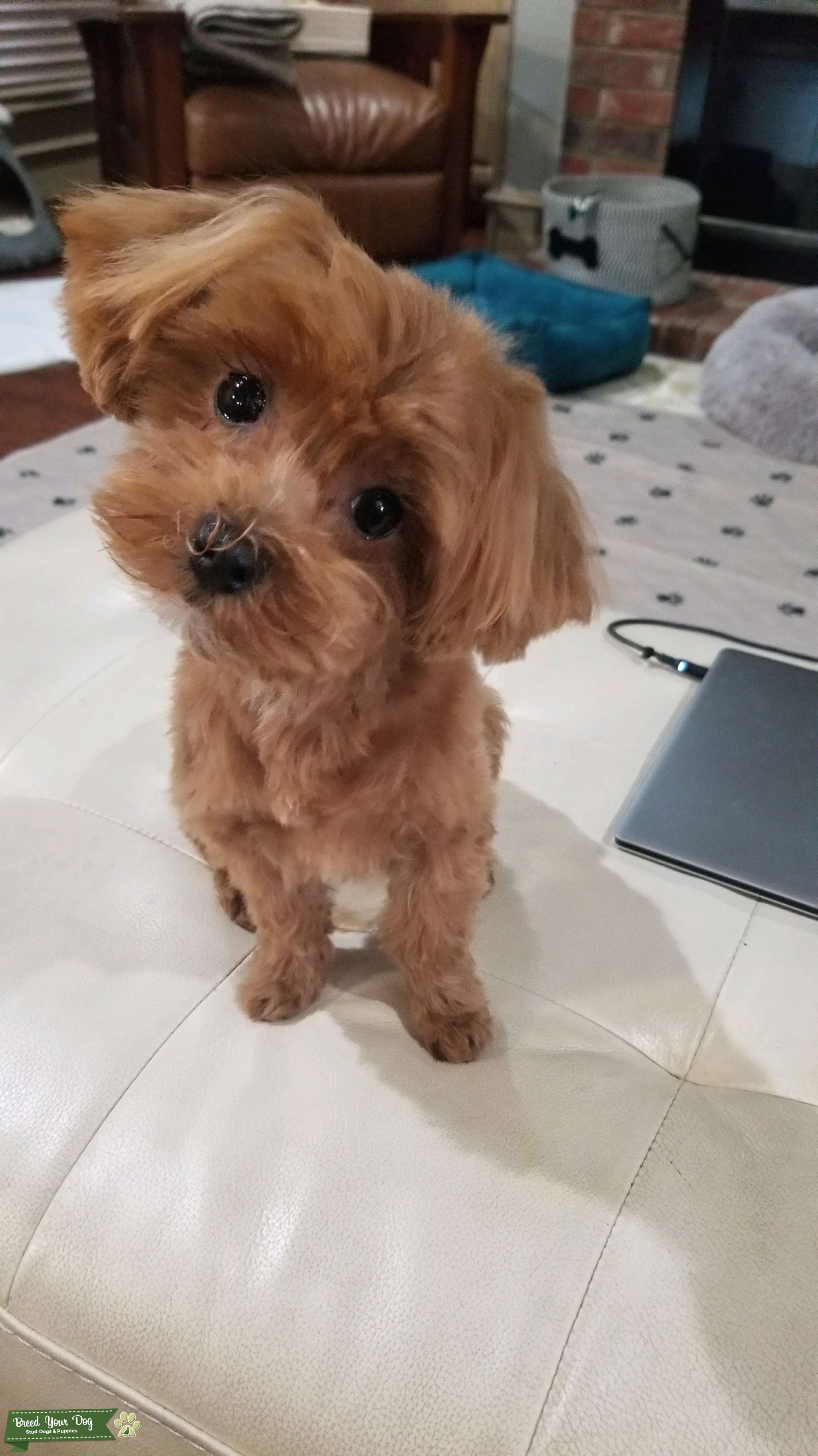 Red Maltipoo Stud Stud Dog in Texas, the United States Breed Your Dog