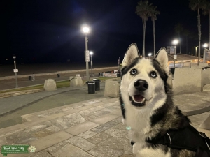 White and black Siberian husky  Listing Image