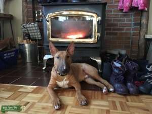 Stud service English bull terrier  Listing Image